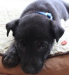 Hn Litter Pepsi - ADOPTED 04.04.15