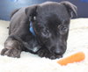 Hn Litter Pepsi - ADOPTED 04.04.15