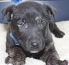 Hn Litter Pepsi - ADOPTED 04.04.15