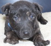 Hn Litter Pepsi - ADOPTED 04.04.15