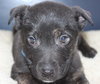 Hn Litter Pepsi - ADOPTED 04.04.15