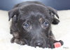 Hn Litter Pepsi - ADOPTED 04.04.15