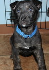 Hn Litter Pepsi - ADOPTED 04.04.15