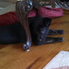 Hn Litter Pepsi - ADOPTED 04.04.15