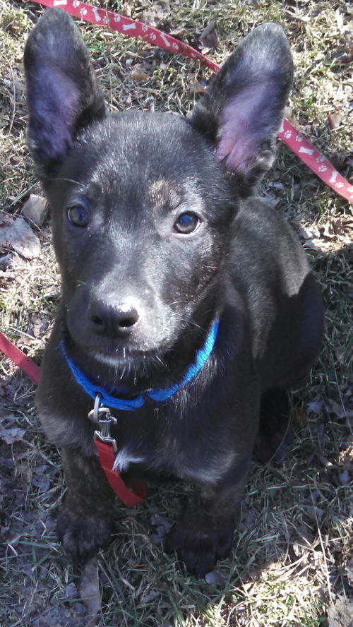 Hn Litter Pepsi - ADOPTED 04.04.15