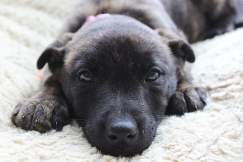 Hn Litter Cherry Coke - ADOPTED 04.04.15
