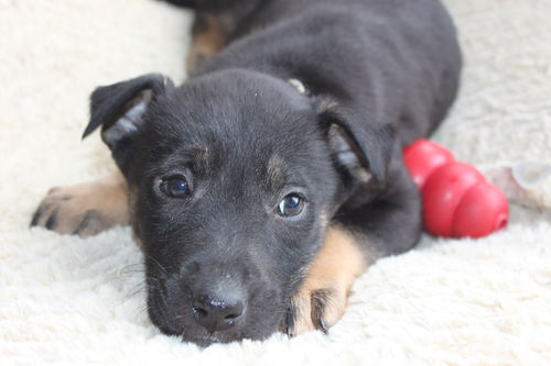 Hn Litter Squirt - ADOPTED 03.14.15