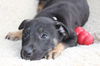 Hn Litter Squirt - ADOPTED 03.14.15