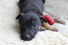 Hn Litter Squirt - ADOPTED 03.14.15