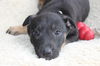 Hn Litter Squirt - ADOPTED 03.14.15