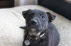 Hn Litter Squirt - ADOPTED 03.14.15