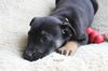 Hn Litter Squirt - ADOPTED 03.14.15