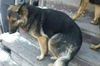 Hn Litter Fanta - ADOPTED 03.09.15