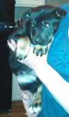 Hn Litter Fanta - ADOPTED 03.09.15