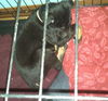 Hn Litter Fanta - ADOPTED 03.09.15
