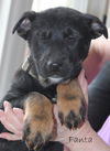 Hn Litter Fanta - ADOPTED 03.09.15