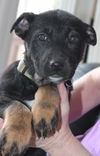 Hn Litter Fanta - ADOPTED 03.09.15