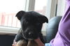 Hn Litter Fanta - ADOPTED 03.09.15