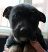 Hn Litter Fanta - ADOPTED 03.09.15