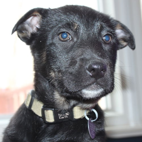Hn Litter Fanta - ADOPTED 03.09.15