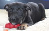 Hn Litter Fanta - ADOPTED 03.09.15