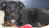 Hn Litter Fanta - ADOPTED 03.09.15