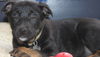Hn Litter Fanta - ADOPTED 03.09.15