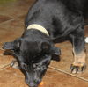 Hn Litter Fanta - ADOPTED 03.09.15