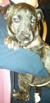 Hn Litter Sprite - ADOPTED 03.07.15