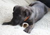 Hn Litter Sprite - ADOPTED 03.07.15