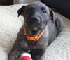 Hn Litter Sprite - ADOPTED 03.07.15