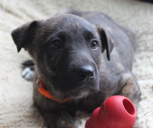 Hn Litter Sprite - ADOPTED 03.07.15
