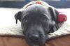 Hn Litter Sprite - ADOPTED 03.07.15