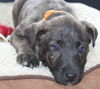Hn Litter Sprite - ADOPTED 03.07.15