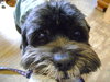 Roper (Hospice) - ADOPTED-12.31.15