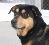 Thor-ADOPTED-3.19.15