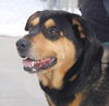 Thor-ADOPTED-3.19.15