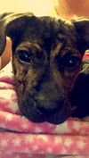 Truffle - ADOPTED 03.17.15