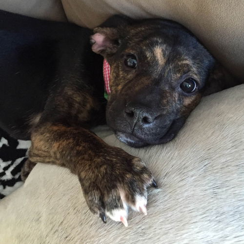 Truffle - ADOPTED 03.17.15