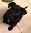In Litter Harp - ADOPTED 03.28.15
