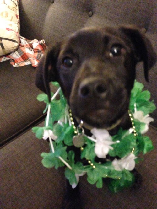 In Litter Harp - ADOPTED 03.28.15