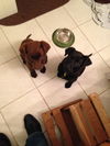 In Litter Guinness - ADOPTED 03.19.15