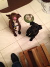 In Litter Guinness - ADOPTED 03.19.15