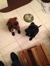 In Litter Guinness - ADOPTED 03.19.15