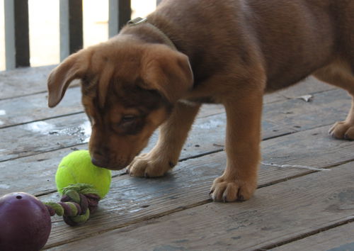 Jn Litter Raphael - ADOPTED 03.26.16