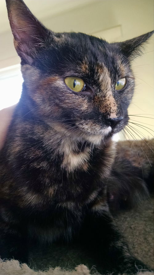 Priscilla - ADOPTED 03.31.15