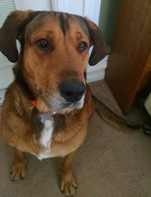 Apollo - ADOPTED 08.07.15