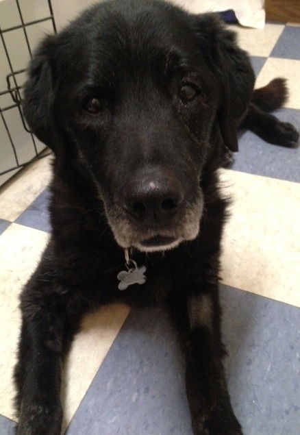 Marley - ADOPTED 03.17.15