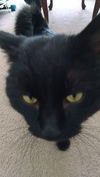 Magic - ADOPTED 04.03.15