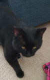 Magic - ADOPTED 04.03.15